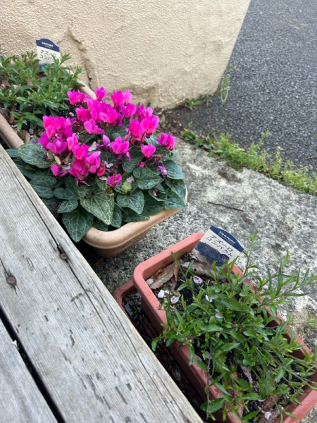 仲間が増えました